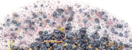 FERMENTAZIONE
