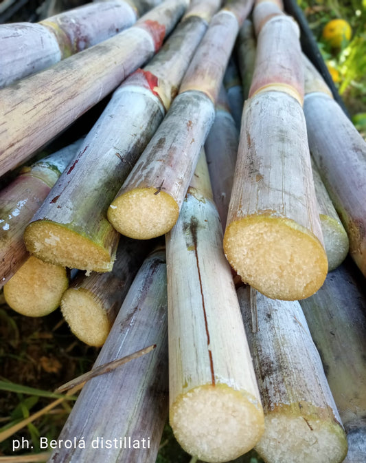 canna da zuccchero, rum