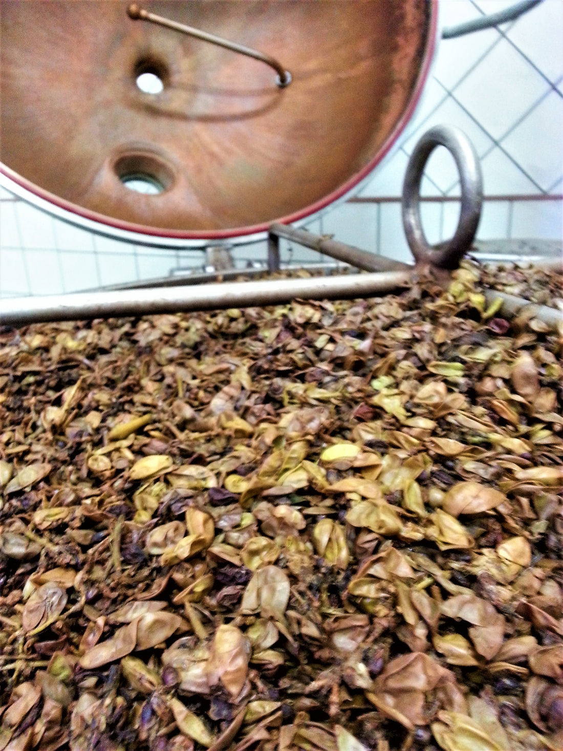 LA GRAPPA SI FA IN VIGNA - Berolá distillati P.IVA 07167331219