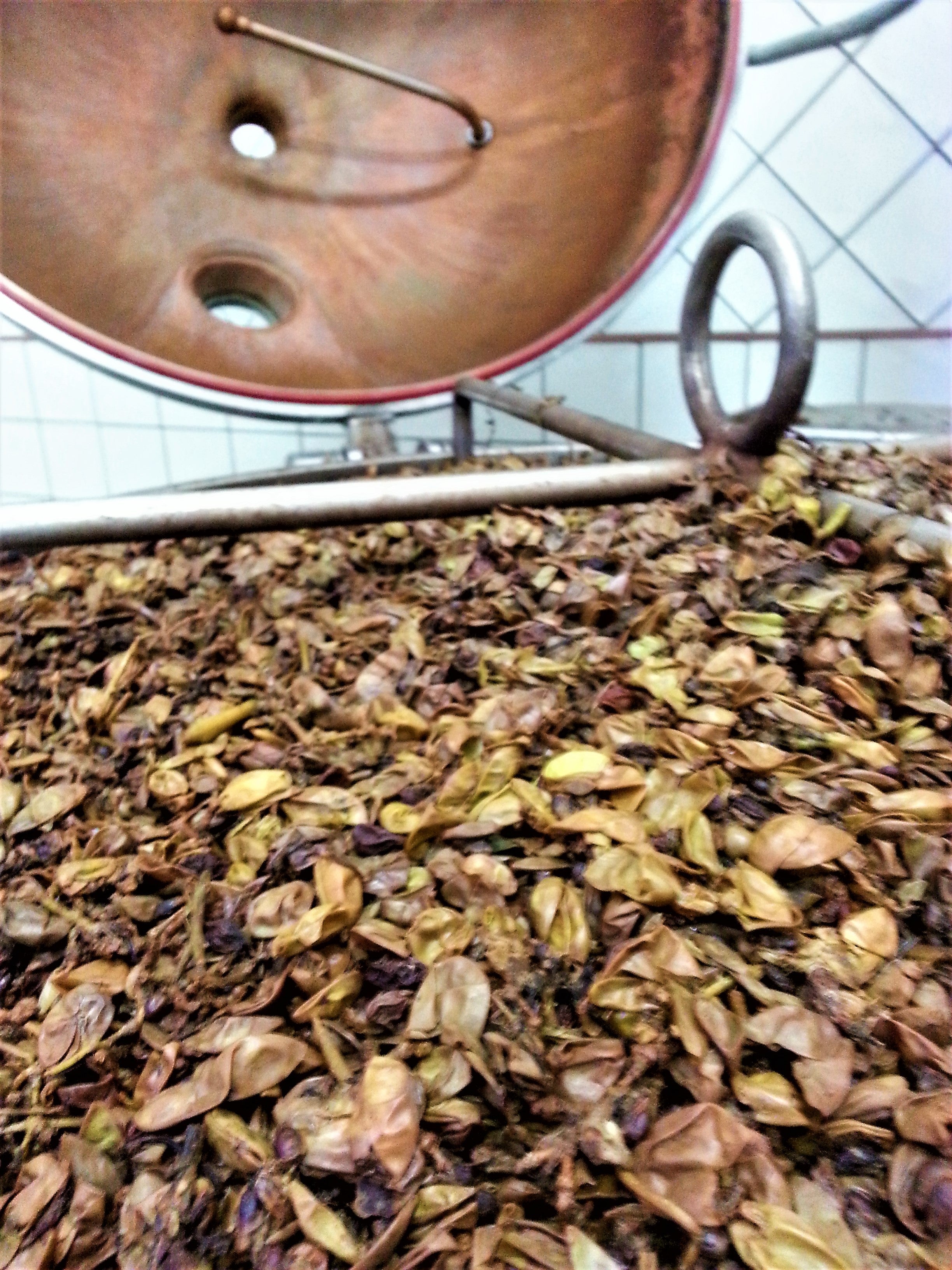 LA GRAPPA SI FA IN VIGNA - Berolá distillati P.IVA 07167331219