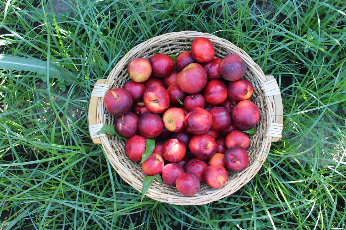 DISTILLATI DI FRUTTA: COGLIERE L'ESSENZIALE